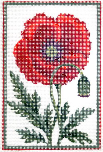 KCN402 Belgium Poppy