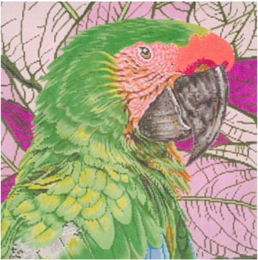 C-451a Great Green Macaw/Parrot Buffon