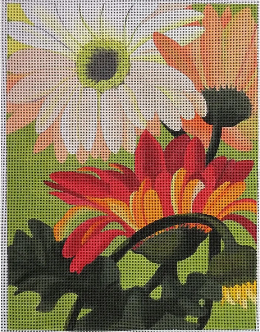 KD622 Peach Gerber Daisies